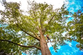 How Our Tree Care Process Works  in  Centreville, IL